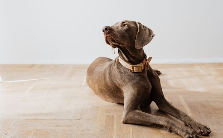dog lying on wood flooring
